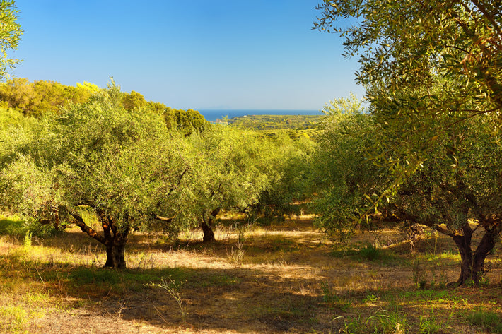 Levantine Goods | Premium Extra Virgin Olive Oil, Balsamic, Zaatar